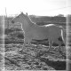 Equi-n0xe