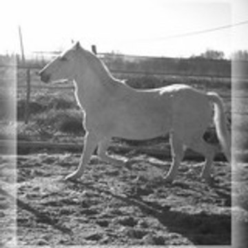 Equi-n0xe