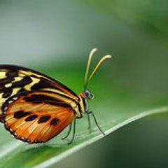 Christelle Christelle