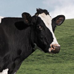 petite agence dans la prairie