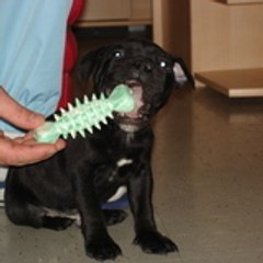 staffiechaiko
