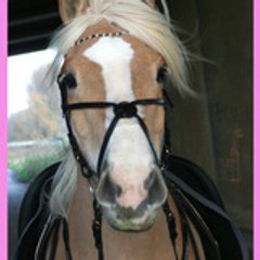 love-haflinger