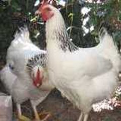 Parciparlaprod