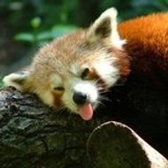 full pikachu alchemiste