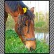 Carte-Postale