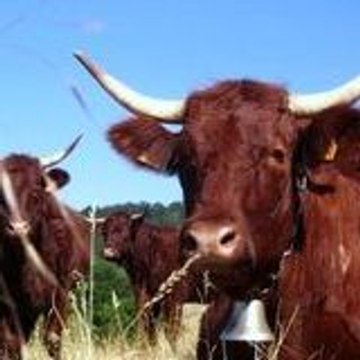 Frederic Viusa-Camps