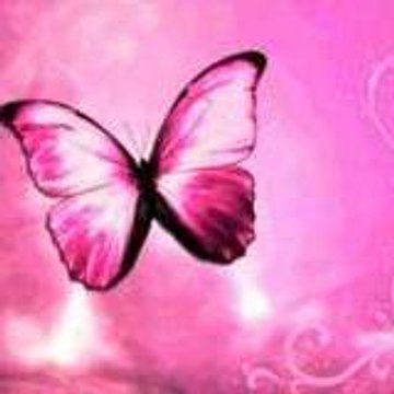 bonbon-rose25