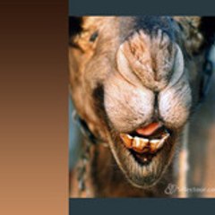 chipstelle té telle bébzelle