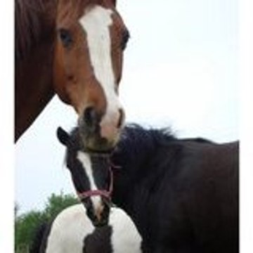 ponymadhorsegirl
