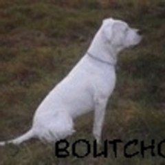 Boutchou