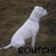 Boutchou