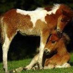 Madouchevaux