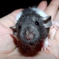 Sev Ratterie Ratoudou