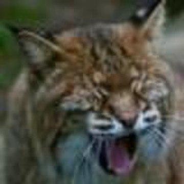 forestwander