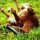 juju-26