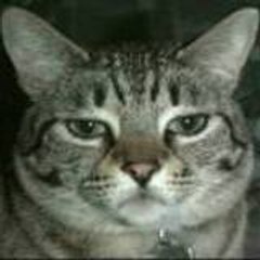 chat