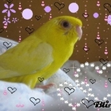 tchioupie
