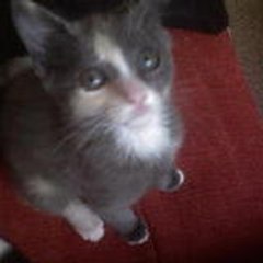 SOSanimaux