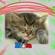MiaouChat1