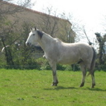 Morgana44