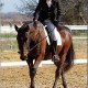 pationcheval