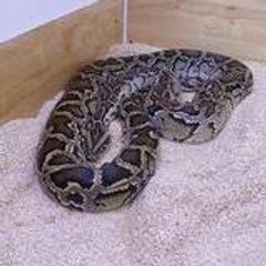 ndserpent
