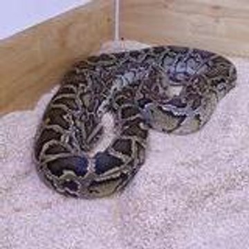 ndserpent