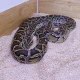 ndserpent