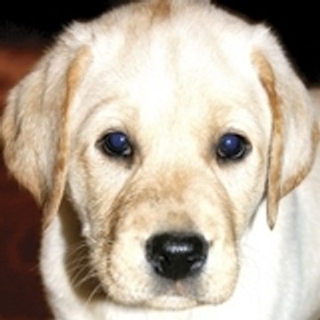 AAHH Montana Real Estate