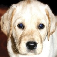 AAHH Montana Real Estate