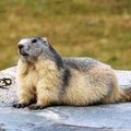marmotte14270