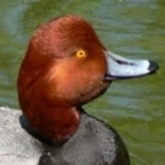 canard68100