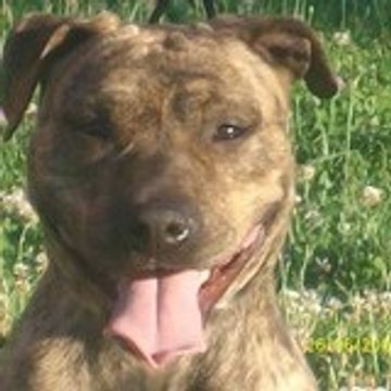 giulaxe