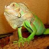 L'igouane (Volontaire)