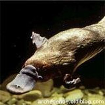 maxime  de gianpietro