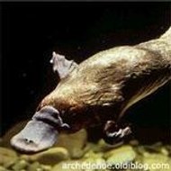 maxime  de gianpietro