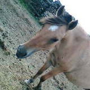 ilovehorses-67
