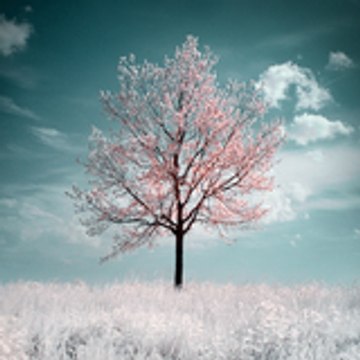 livdu12