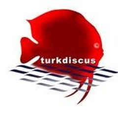 Discusmania