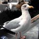 djstg