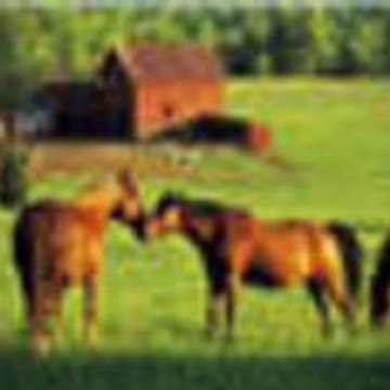 rancher2003