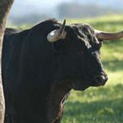 Evelyne Lanfranchi Monleau