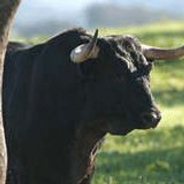 Evelyne Lanfranchi Monleau