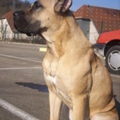 bouchep