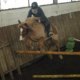 lisi_fan-de-chvo