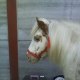 horsezzz