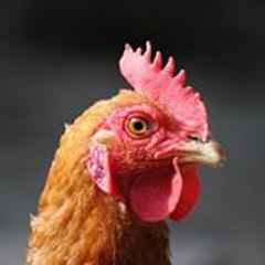 Zoran69