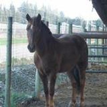 honorine