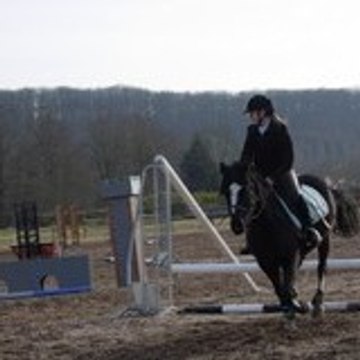 zebu41