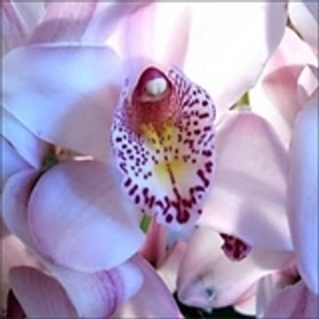 IME les "Orchidées"
